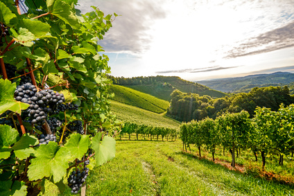 Weingut / Heuriger